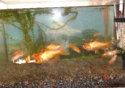 ０５．１１．２１　１３０４　水槽の金魚、同じ生まれなのに大きさの差が大きい！