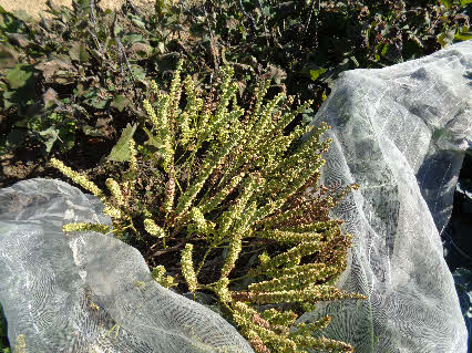 ０５．１１．２６　１１５５　畑のヤーコンが第１波の霜で、やられた、ヤーコンは霜に極めて弱い！