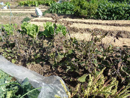 ０５．１１．２６　１１５５　１本だけ、自然に生えてきたバジルもこんな状態！