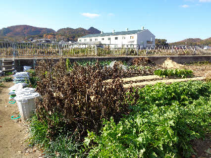０５．１２．４　１３０９　畑のヤーコンが第２波の強烈な霜で、完全にやられた！