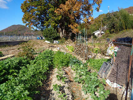０５．１２．４　１３０９　左側は大根、右側はソラマメ！