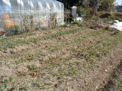 ０５．１２．４　１３０９　南方向を見て、ニンニクの状況！