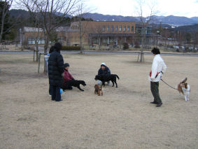 総合公園の集まって来たお友達?先輩諸犬!